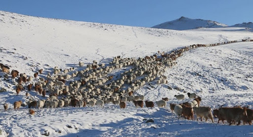 Цасан бүрхүүлийн хэмжээг өмнөх 10 хоногтой харьцуулахад 5 хувиар буурсан байна